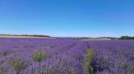 Fototapeta premium Lavender Field in Summer