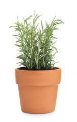 Rosemary plant growing in pot isolated on white. Aromatic herb