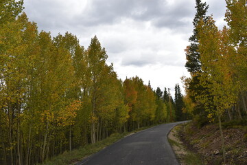 Obraz premium road in autumn forest
