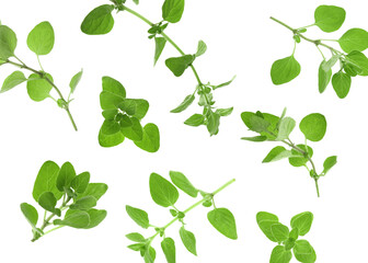 Fresh oregano twigs in air on white background