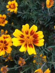 tagetes patula l.  2
