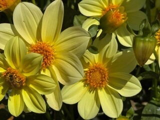 Dahlias, yellow flowers in the garden