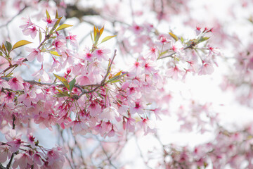 pink cherry blossom
