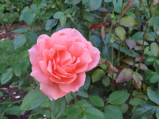 pink roses in garden