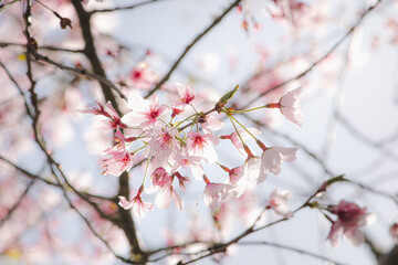 pink cherry blossom