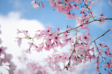 pink cherry blossom