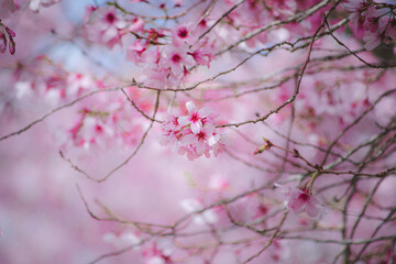 pink cherry blossom