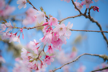 pink cherry blossom