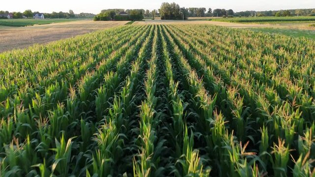 Aerial video of a green cornfield taken by a drone, showcasing the field's vast expanse during summer.