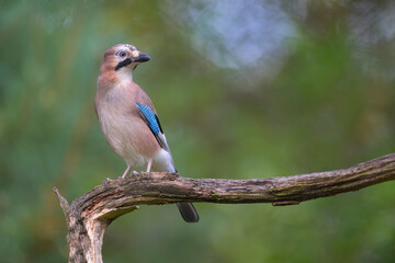 eichelhäher garrulus glandarius