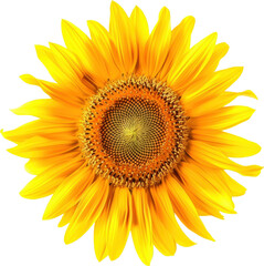 Fototapeta premium Yellow sunflower in bloom