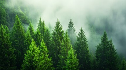 Misty Forest in Early Morning Light