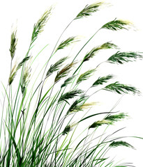 Fototapeta premium Green grass blowing in wind