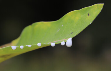 White drops of latex sap dripping from a cut leaf of a Common Milkweed (Asclepias syriaca) plant.  The white sap contains toxins that defend the plant against herbivores. 