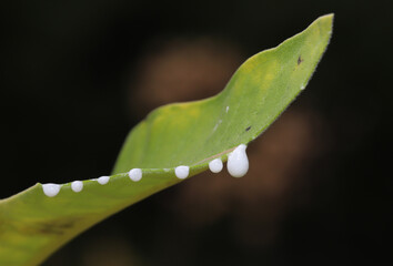 Close-up of a damaged leaf of a Common Milkweed (Asclepias syriaca) with white drops of latex sap...