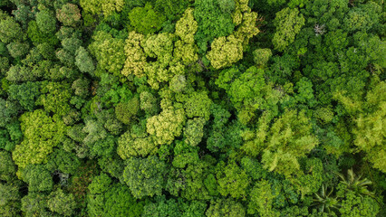 Lush Trees in a Village Captured by Drone