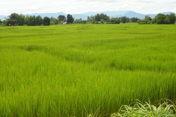 landscape of rice fields in the countryside