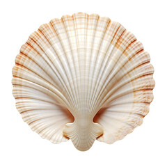 seashell isolated on white background
