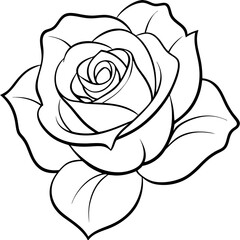 white rose isolated on black background