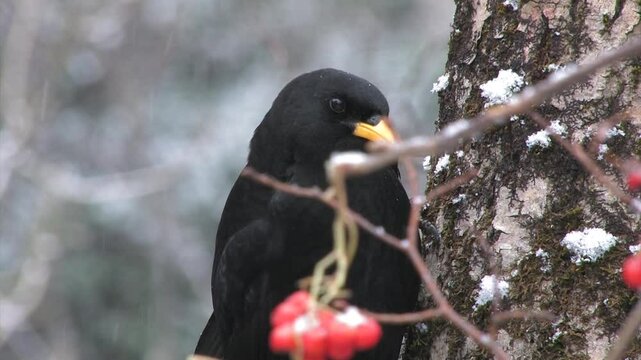 Gracchio alpino Pyrrhocorax graculus, Alpine chough
