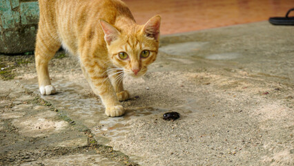 Curious Cat Peeking Through Fence Slats