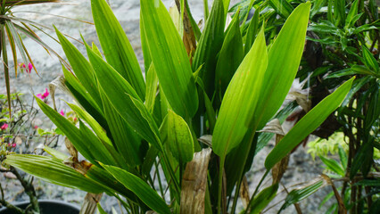 Green Ornamental Plant in the Garden After Rain