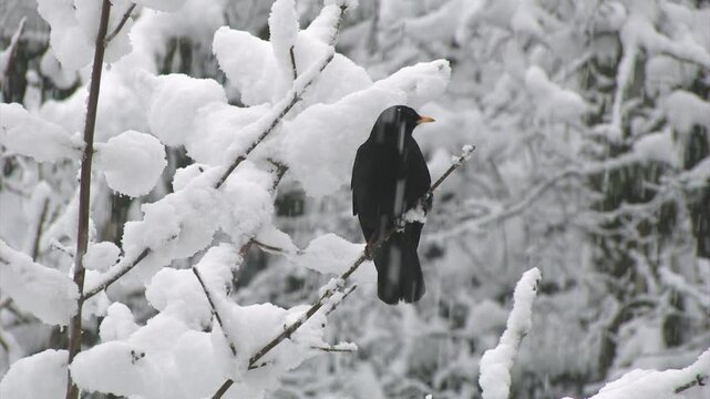 Gracchio alpino Pyrrhocorax graculus, Alpine chough