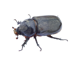 beetle bug isolated on white