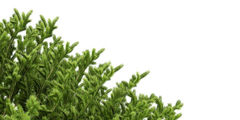 green grass isolated on white