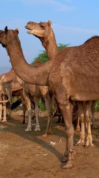 Herd of camels at Pushkar mela camel fair in field. Camels are chewing. Famous indian festival. Pushkar, Rajasthan, India