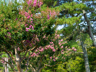 奈良公園に咲いた百日紅の花