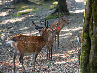 奈良公園の雄鹿