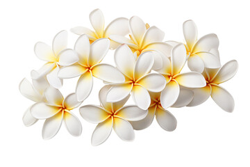 Fototapeta premium A cluster of frangipani flowers showcasing their natural beauty and intricate petal structure, positioned on a clean white surface