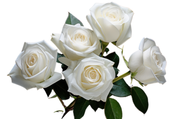 A bouquet of white roses in full bloom, arranged symmetrically against a white background.