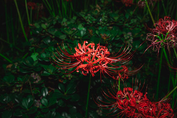 【リコリス】秋に咲く真っ赤な彼岸花