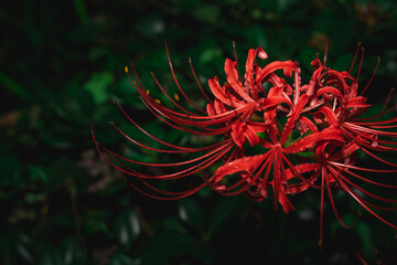 【リコリス】秋に咲く真っ赤な彼岸花　水滴を纏った撮影
