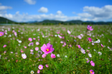 Close-up photo of cosmos in bloom in autumn