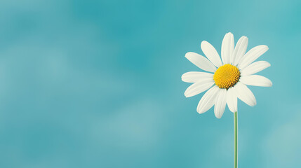 A delicate white daisy blooms against a calming blue backdrop, creating a peaceful and serene scene.