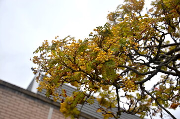 tree and a classic English grey sky