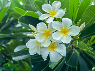 Flowers White frangipani with leaves. White and red plumeria.Plumeria and White plumeria plumeria tree.concept.