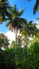 Bottom view of Coconut trees with blue sky clouds in the garden at Mekong Delta Vietnam. 