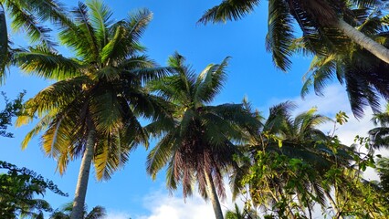 Fototapeta premium Bottom view of Coconut trees with blue sky clouds in the garden at Mekong Delta Vietnam. 