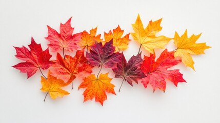 Elegant display of maple leaves on a white background, featuring a mix of red, orange, and yellow hues for a vibrant autumn effect