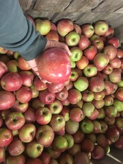 How bout them apples?