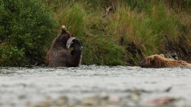 Bears fighting in Katmai, Alaska 