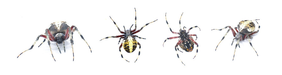 Gravid Female adult red femured spotted orbweaver spider - Neoscona domiciliorum - with bright white or yellow marking on the back of the abdomen and first segment of each leg is red. Four views