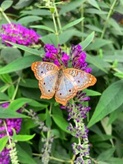 Orange and Gray butterfly on a pink flower with green leaves 