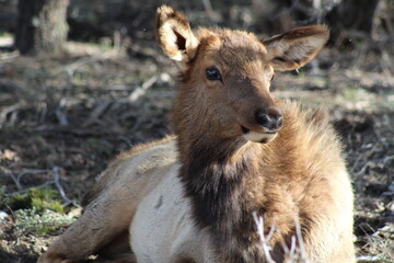Female Rocky Mountain Elk Cow from the grand canyon herd 