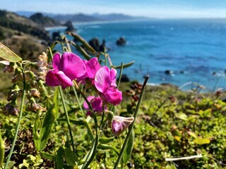 Pink Flowers on oregon coast looking at the greenery and ocean from above