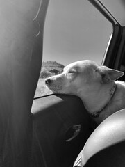 White dog in Car looking out the window showing pure bliss and joy 